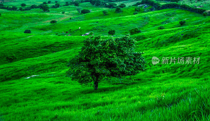 Juazeiro (Ziziphus joazeiro Mart。巴西东北的一种树